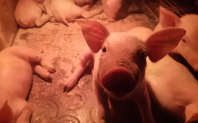 Un réveil en douceur pour nos animaux de la ferme !