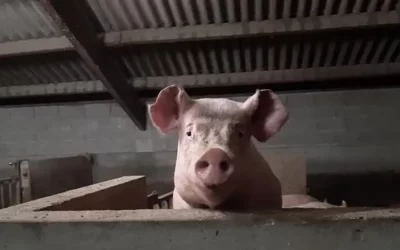 Un bonjour de nos bêtes